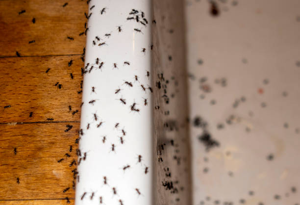 Best Mosquito Control Services  in Malakoff, TX